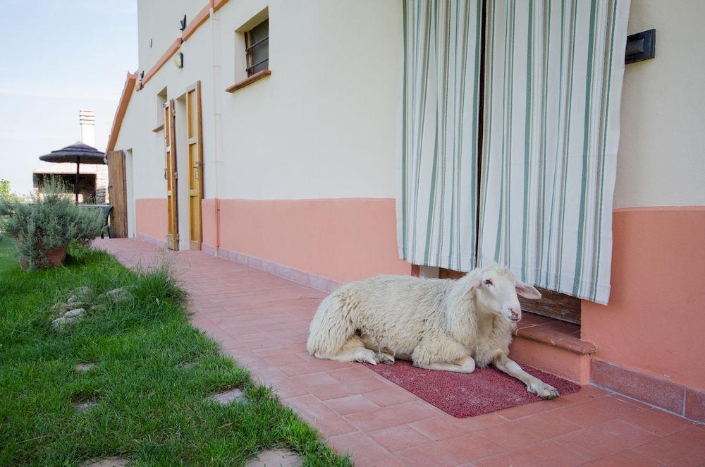 Agriturismo Ca'De'Gatti Faenza Exterior photo